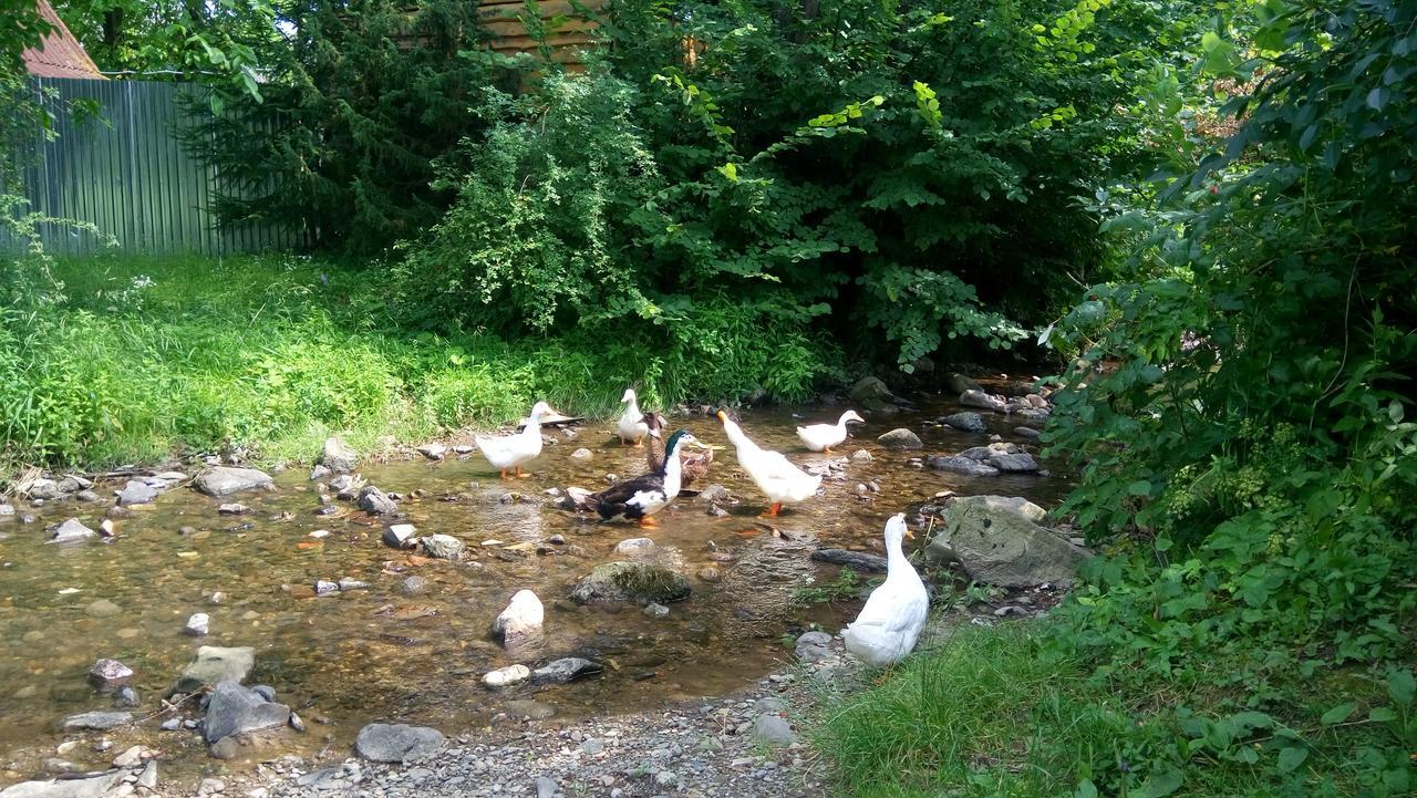 Ecolodge Novoselitsa  エクステリア 写真